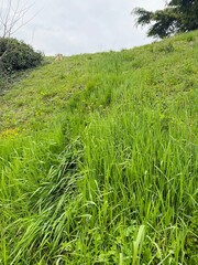 A grassy hill under a cloudy sky