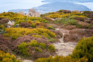 mountain landscape with flowers