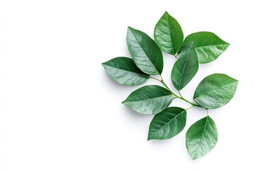 Fototapeta premium Green Leaf Branch on White Background Fresh Botanical Mockup Style