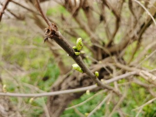 A brown branch of a bush with swelling buds. Young green buds. Small blooming leaves on a tree,closeup mulberry bud on a branch with blurred background, spring and seasonal concept