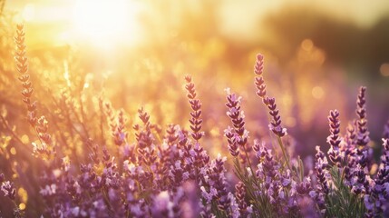 Fototapeta premium Golden sunset over a vibrant lavender field