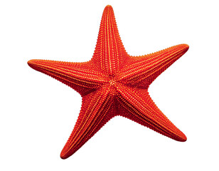 Vibrant orange starfish isolated on white.  Perfect for summer, ocean, beach, or nature themes. Use for websites, brochures, or designs needing a tropical touch.