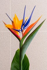 Bird of Paradise Flower Closeup