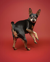 miniature pinscher puppy