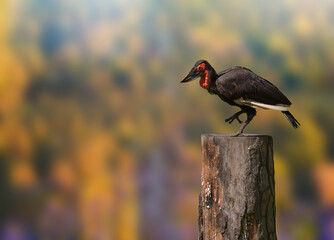Southern Ground Hornbill perched on a wooden stump with a blurred background