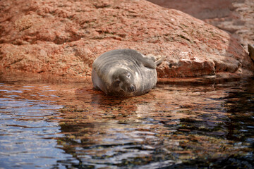 A beaver (Castor canadensis) resting on a rocky shoreline, with its fur slightly damp from the water. The reflection of the sky is visible in the calm water, creating a peaceful scene.