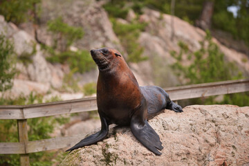 A California sea lion (Zalophus californianus) perched on a large rock in a natural rocky habitat, appearing alert. Captured from a medium side angle, with a background of blurred rocks and green tree