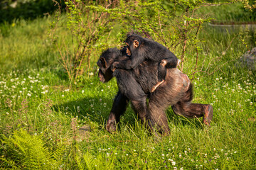 A stunning photograph of a female chimpanzee embracing her infant in an emotionally rich scene amid lush green grass. Her affectionate expression highlights the strong bond between mother and child.