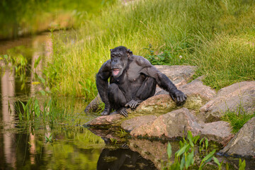A chimpanzee sits calmly on a rock near the water, gazing thoughtfully into the distance in a serene natural setting. Soft lighting highlights the rich details of its fur and surrounding environment. 