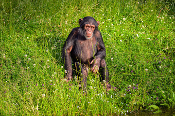 Chimpanzee adult Sitting in the Grass: A Moment of Calm and Reflection gazing calmly at the camera with an expression of intelligence and curiosity. The slightly blurred background.