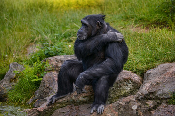 Chimpanzee Scratching Its Back: A Natural Moment of Relaxation,everyday gesture. Its relaxed expression suggests a moment of comfort,as if this action is part of its self-care routine.