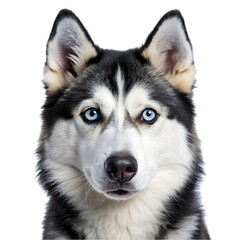 Obraz premium Siberian Husky Dog Breed: Stunning Blue Eyes