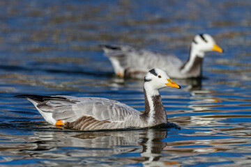 Streifengans (Anser indicus)