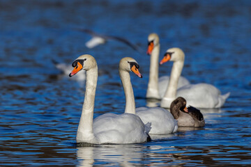 Höckerschwan (Cygnus olor)