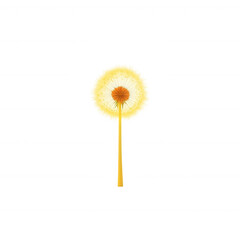Fototapeta premium A bright yellow dandelion flower against a white isolated background, showcasing its intricate structure and vibrant color.