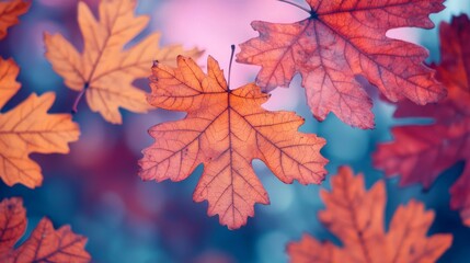 Obraz premium Vibrant Autumn Leaves Dance in the Breeze Nature Trail Photography Serene Forest Close-Up Seasonal Beauty