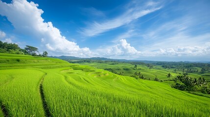 Fototapeta premium Emerald green rice paddies stretching toward the horizon under a blue sky