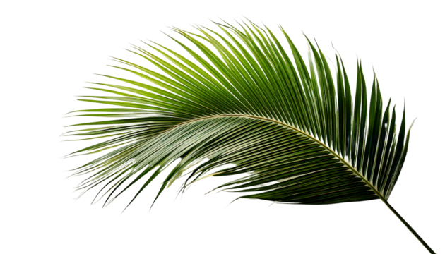 palm tree leaf isolated on trasparent background.