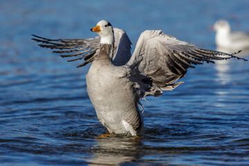 Streifengans (Anser indicus)