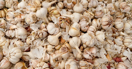 A bunch of garlic