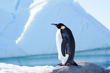 Obraz premium Emperor penguin standing on antarctic ice with snowy background