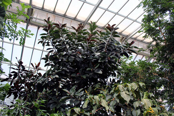 Ficus Elastica Rubber Plant – Tropical Green Indoor Foliage