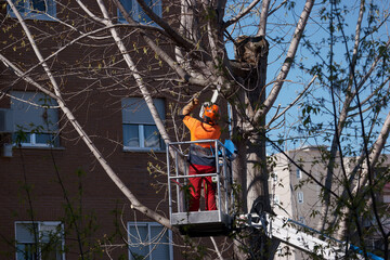 worker, boom, saw, pruning, tree, machine, work, helmet, work cl