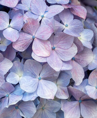 A close-up photograph of delicate purple hydrangea flowers