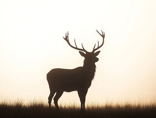Solitary Deer Silhouette Standing Tall in Foggy Grassy Meadow