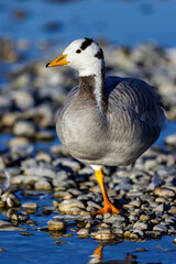Streifengans (Anser indicus)