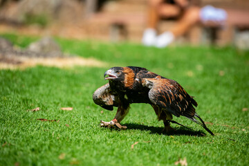 The wedge-tailed eagle (Aquila audax) is the largest bird of prey in the continent of Australia. It is also found in southern New Guinea to the north.
