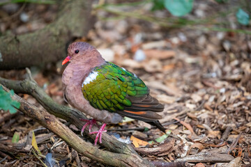 The common emerald dove  (Chalcophaps indica) is a pigeon which is a widespread resident breeding bird.
It is the state bird of the Indian state of Tamil Nadu. 