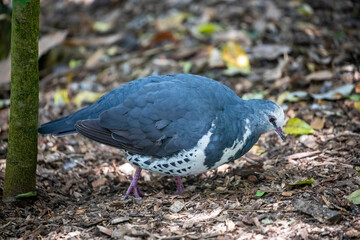 The wonga pigeon (Leucosarcia melanoleuca) is a pigeon that inhabits areas in eastern Australia. 
A large, plump pigeon that has a short neck, broad wings, and a long tail. 