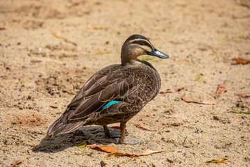 The Pacific black duck (Anas superciliosa) is found in a variety of wetland habitats, and its nesting habits are much like those of the mallard, which is encroaching on its range in New Zealand.