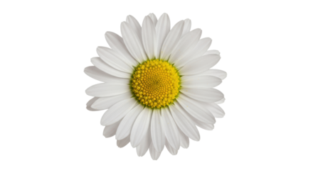 Isolated Daisy Flower, Spring