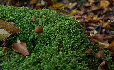 Kleine Pilze auf einem vermoosten Baumstumpf - Sauerland, NRW