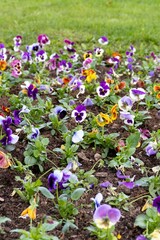 Autumn planting of flowers. Freshly planted viola bushes in the