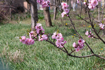 Delicate flowering dwarf peach in early spring