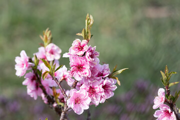 Pink Terry Dwarf Nectarine Flowers
