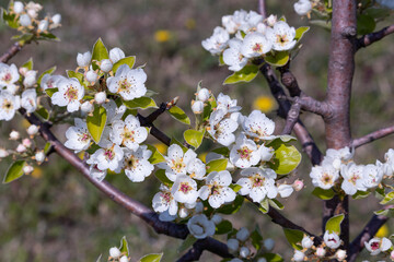 Abundantly blooming apple tree branch on a sunny spring day
