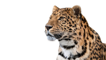 Obraz premium Amur Leopard Isolated On PNG Transparent and White Background 