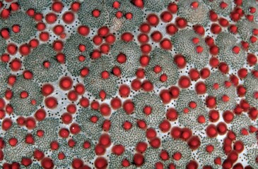 Skin texture of a sea star: small red spikes on the grey background. Film shot scan (24×36 мм 135 Kodak Porta 160).