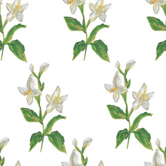 Jasmine flowers wax crayons seamless pattern on white isolated background. Textural and botanical repeating pattern. Asian flowers design for textiles, wrapping paper and wallpaper.