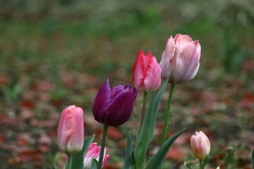 Obraz premium 色とりどりに咲き誇る赤白黄色