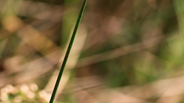 An exotic spot-tailed dasher dragonfly resting on a reed over a pond and then flies away , in a forest near the colonial town of Villa de Leyva, in central Colombia.