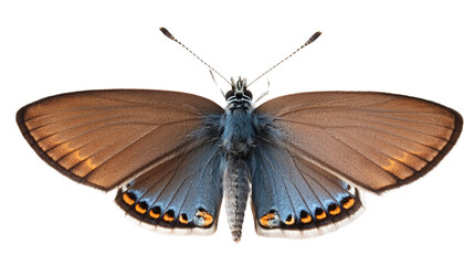 Bartram's hairstreak Butterfly Isolated On PNG Transparent and White Background 