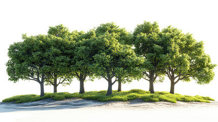 Fototapeta premium A tree in different natural settings during various seasons