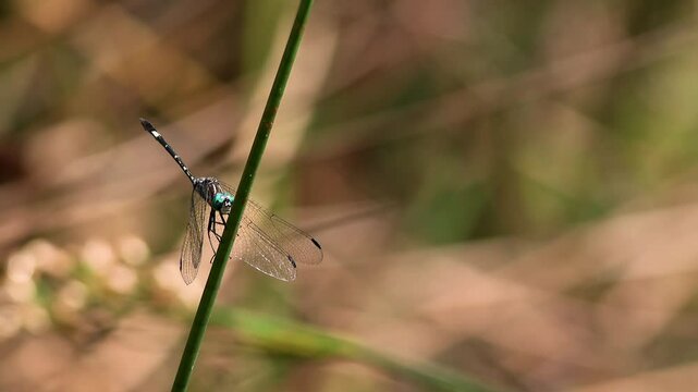An exotic spot-tailed dasher dragonfly resting on a reed over a pond with some wind , in a forest near the colonial town of Villa de Leyva, in central Colombia.