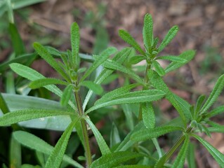 Closeup of the leaves of Cleavers (Galium aparine)
