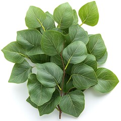 Obraz premium Fresh leaves bunch studio shot